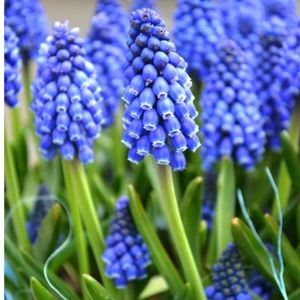 Grape Hyacinth Bulbs 💜💜100 for $30